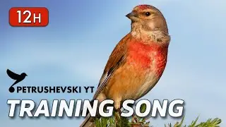 Common Linnet 12h Singing - The Best Training Song (Carduelis cannabina)