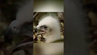 Брат ты мне или не брат?