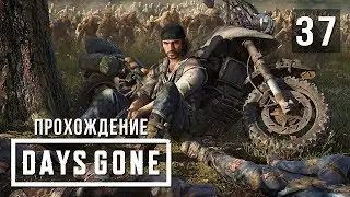 Поручения от Уивера, Гаррета и Коури • Days Gone • #37