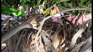 Mama Possum Moving Her Babies - Full Video