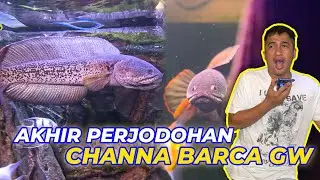 GAGAL MENCARI JODOH, RAJA KEMBALI KE SINGGASANA 😤