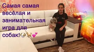 Что делать если собаке скучно! / Занимательные и интересные игры!