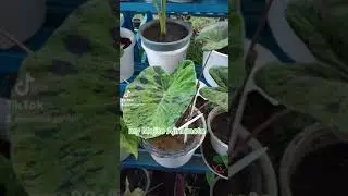 Keladi Mojito Ajinomoto 18.10.2021 simpan sini ya