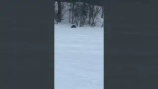 ВСТРЕТИЛ МОРСКОГО КОТИКА 🦭.КАК ЖИЗНЬ НЕ РАСКОРЯЧИТ КОГДА СНЕГО ПО 🔔🔔.#гигабайт