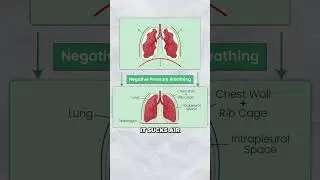 Negative Pressure Breathing 