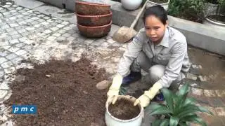 Chăm sóc cây cảnh - Kỹ thuật làm đất trồng cây trong chậu
