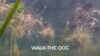 Swimming Action: Terminator Walking Frog Jr