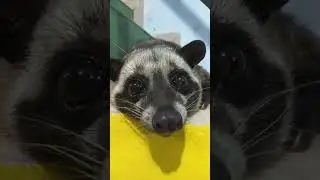 Begini Gerak Hidung Musang Pandan Anabul Gembul Jinak