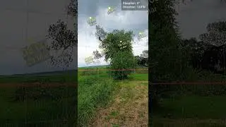 Arborists Reducing a Poplar