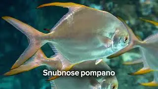 Snubnose pompano