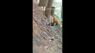 Watch: Adorable Red Fox Kits Explore The Outdoors