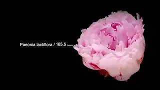 這也太美了吧！ ！ 50種花朵綻放的精彩瞬間！