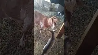Маля требует козликов, в они спят