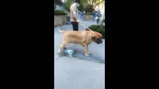 A dog Pissing on the streets.