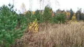 Воровки под колпаком  что делать
