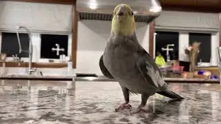 Buddy’s happy song
