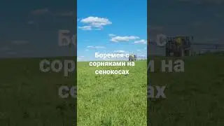 Боремся с сорняками на сенокосах: гербицид против двудольных.