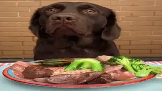 黄河入海流 干饭我最牛, 狗吃生食, 拉布拉多犬  chocolate Labrador ASMR Raw Meal