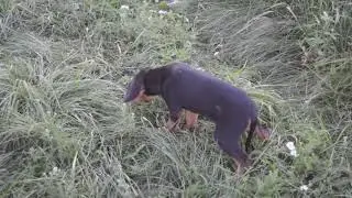 щенок Белорусского гончака