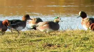 American Wigeon at Carr Vale NR, 02-12-2021