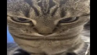 offensive memes that if ylyl v1