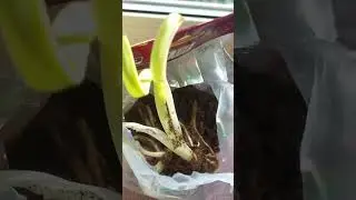 ещё один росточек ещё один цветочек