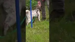 SLALOM über die Körpersprache! ⚡️🐕Wie bremse ich meinen Hund?