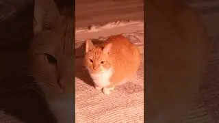 CAT LOAF IS NOT IMPRESSED