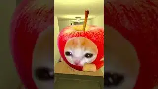 Apple Cat Wants To Kill Banana Cat In The Hotel #shorts