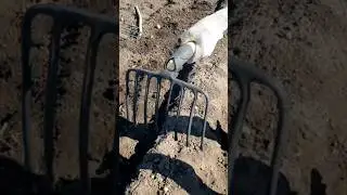Вилы для картофеля