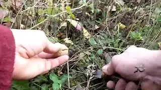 Гуляем по лесу...