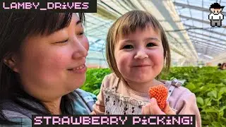 Strawberry Picking. Lamby_Drives (Japan Vlog)