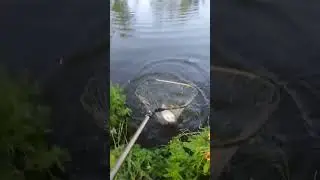 Редкий случай На рыбалке #shorts #рыбалка #fishing