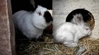 Калифорнийцы. Окрас крольчат.