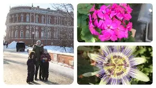 Это то, что ест панда? В Царицынской оранжерее. Проходим олимпиаду.