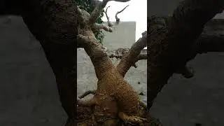 ombu Bonsai