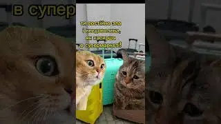 Трішки підняти вам настрій. #позитив#гумор#жарти#приколы