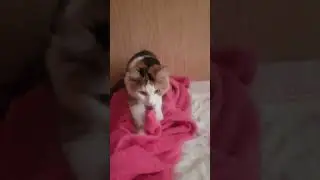 Кошке вспомнилась ее кошачья мама 