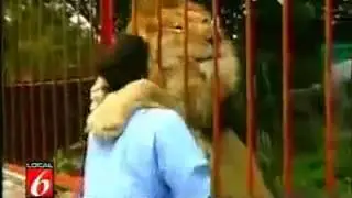 Funny Videos Lion loves his rescuer! Like