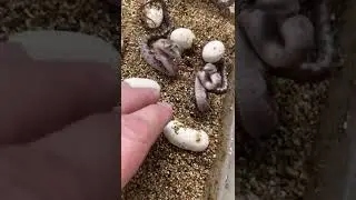 King cobra baby snake