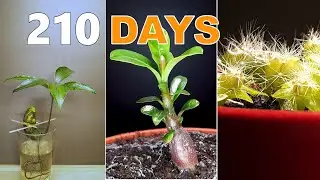 Beautiful Time lapse compilation in 3 mins #3