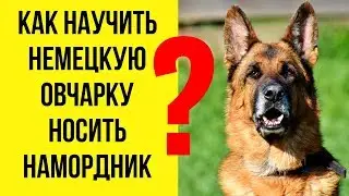 Дрессировка немецкой овчарки. Приучение к наморднику