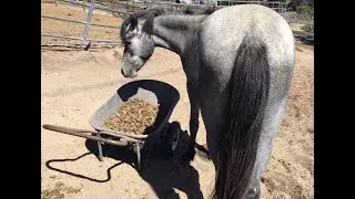 What Do You Do With All That Horse Poo?