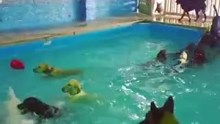 Perros en la pileta