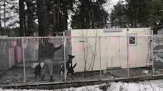 Гостиница для животных Петрозаводск