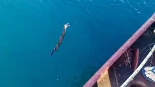 Поймали вместо рыбы - Мурену