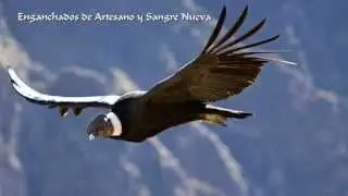 Artesano y Sangre Nueva - enganchados