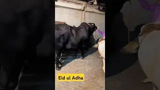 eid ul Adha2024 😍😍#eidulfitrexpecteddate2023 #eiduladha2024date #eiduladha