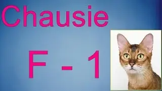 Chausie F - 1.