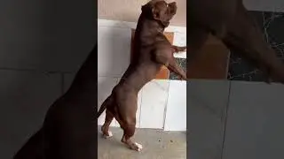 🐻PITBULL MUSCULOSO SALTANDO PARA PEGAR A MÃO!